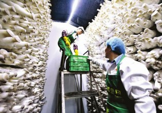 四川：南充食用菌出口至越南消費市場