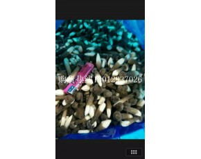 黑鸡枞菌鲜菇大量上市每斤18-28元