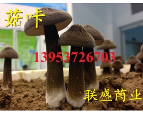 山东供应黑皮鸡枞菌新鲜