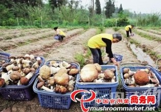 四川：東興區桑枝食用菌新鮮上市 市場售價20元/公斤