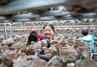广西：大棚香菇迎丰收 特色农业富农家