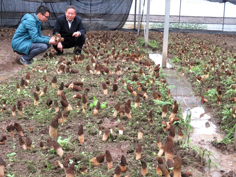 【致富经黄威龙:种植有机蔬菜和大米年赚千万】