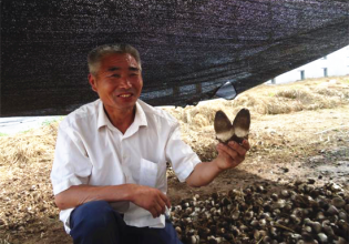 河南：夏邑縣草菇喜迎豐收