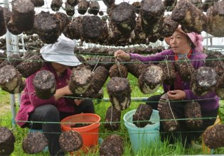 西藏：亚东县有机黑木耳带动群众增收