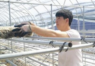 吉林：安圖石門鎮發展食用菌等有機農業 助推脫貧攻堅