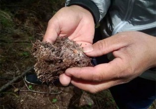 山西：高山林地香妃蘑野外栽培取得新進展