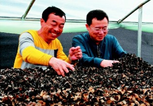 黑龙江：汤原菌农走上致富之路