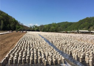 吉林：桦甸市建立有机木耳基地助力群众增收