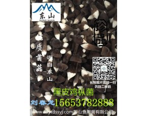 新鲜黑皮鸡枞菌黑皮鸡枞菌报价酒店专供						
