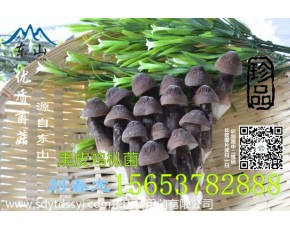 虎掌菌 黑皮鸡枞菌优质食材绿色产品						