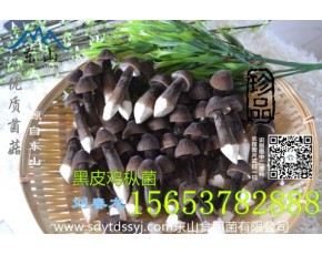 松茸菌  黑皮鸡枞菌鸡枞菌批发绿色产品						