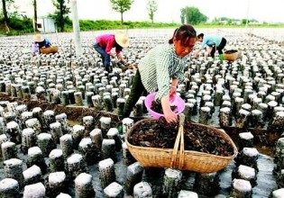 湖北：房縣優質耳菇產品遠銷海外
