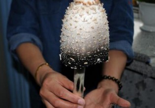黑龍江：大慶雨后現(xiàn)“超級大蘑菇” 實為“毛頭鬼傘”