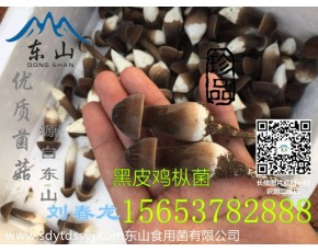 鸡枞菌种植技术 黑皮鸡枞菌报价 黑皮鸡枞菌食用菌特产	