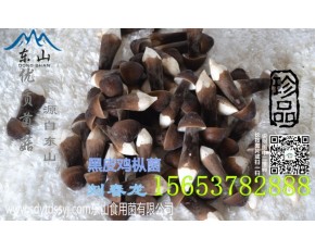 黑皮鸡枞菌种植 黑皮鸡枞菌吃法