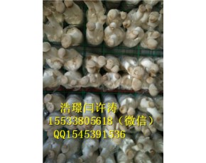 杏鲍菇网格