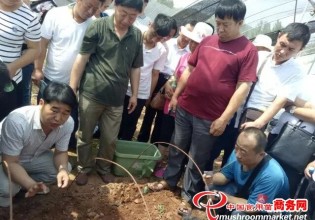 河南：九龍羊肚菌基地開展技術培訓 學員熱情高