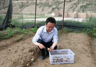 山西：沐野食用菌研究所岢岚基地羊肚菌实现春种夏收