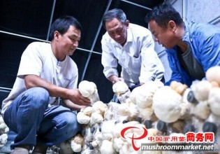 甘肅：民樂縣利用玉米秸稈栽培猴頭菇獲得成功