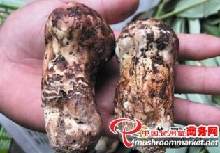 云南：雨量充沛 香格里拉新鮮松茸提前上市