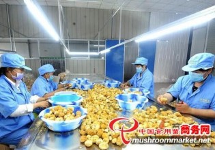 河南：夏邑縣藍(lán)天食用菌基地帶動千余人就業(yè)