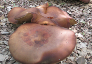 越南：“怪异”巨型蘑菇 品种未知