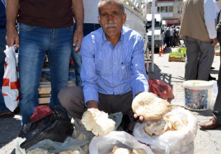 土耳其：野生杏鲍菇助力居民增收