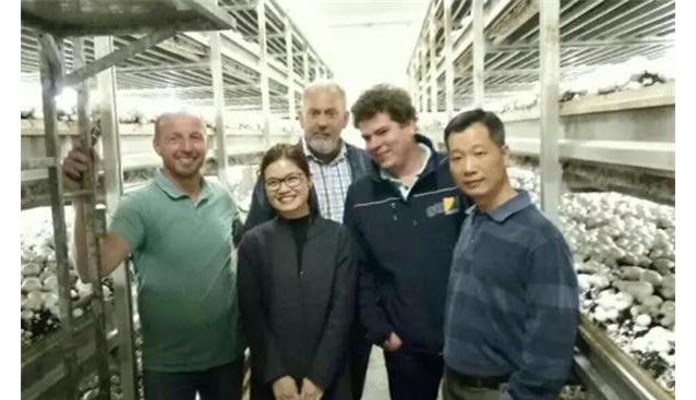 福建：漳州食用菌产业协会组团赴欧洲考察食用菌生产模式
