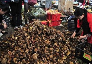 云南：雨水充足 野生菌大量上市
