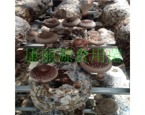 山东青岛出口香菇菌棒、花菇菌棒、平菇菌棒