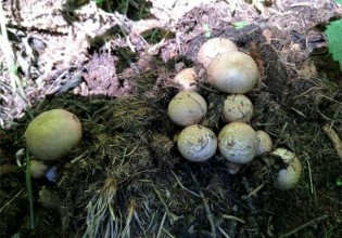 山西：沐野1号高山林地野生化栽培获得成功