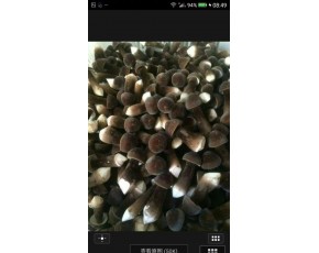 黑鸡枞菌鲜菇大量上市每斤18-23元