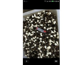 黑鸡枞菌鲜菇大量上市每斤18-23元