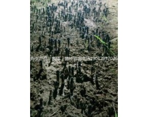 黑鸡枞菌鲜菇大量上市每斤18-23元
