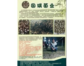 黑鸡枞菌鲜菇大量上市每斤18-23元