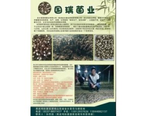 黑鸡枞菌鲜菇大量上市每斤18-23元