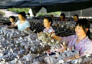 重庆：云阳桑枝香菇充足供应本地市场