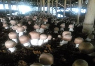 云南：馬關(guān)縣從福建引進巴西菇種植促農(nóng)增收