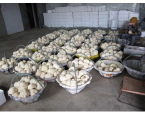 产地直供优质东北特产鲜品猴头菇大量批发