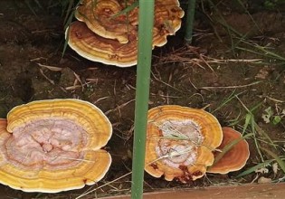 北京：林下標準制式小拱棚栽培靈芝試驗獲得成功