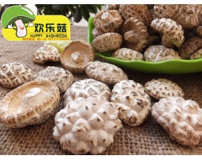西峡欢乐菇3-4cm顶级白花菇
