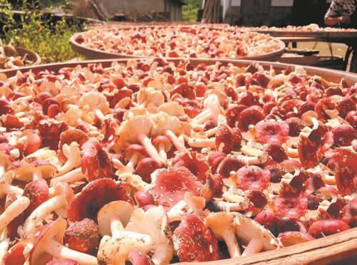 福建：德化野生红菇大量上市 干品收购价高达3000元/公斤
