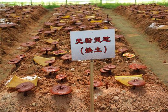 浙江：《食用菌市場(chǎng)》雜志調(diào)研組深入龍泉市考察靈芝產(chǎn)業(yè)