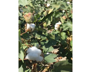 9月新疆棉壳新榨季即将开启