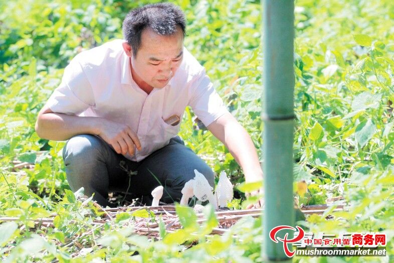 湖南：種竹蓀賣禮盒 竹海里覓商機