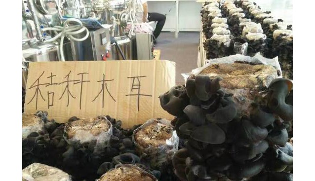 吉林：秸杆黑木耳亮相东北亚博览会国际商品展