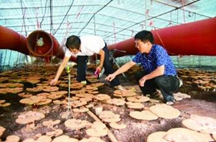 辽宁：大棚灵芝为种植户带来万元收益
