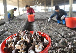 浙江：临安香菇新鲜上市 供应节日市场