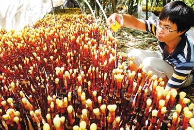 海南：橡胶林下种灵芝 “仙草”成就农户致富路