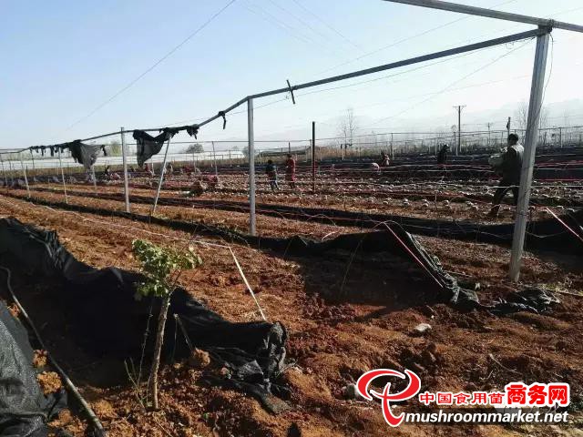 河南:卢氏县九龙实业公司羊肚菌种植基地营养